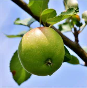 Spitex für Pflegende Angehörige im Kanton Thurgau Symbolbild